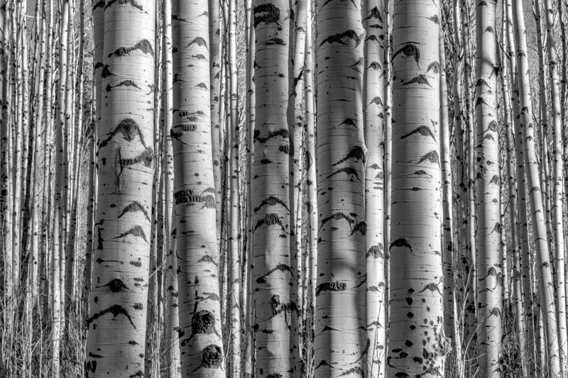 Nature's Black and White