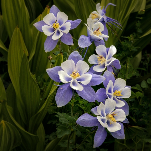 Columbine