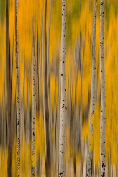 The Blur of Fall