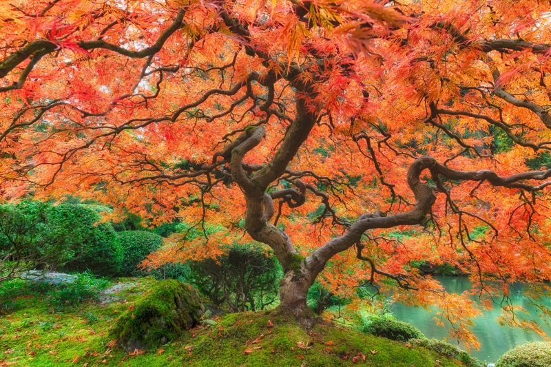 Tree of Fire