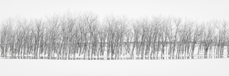 Reflections in the Snow