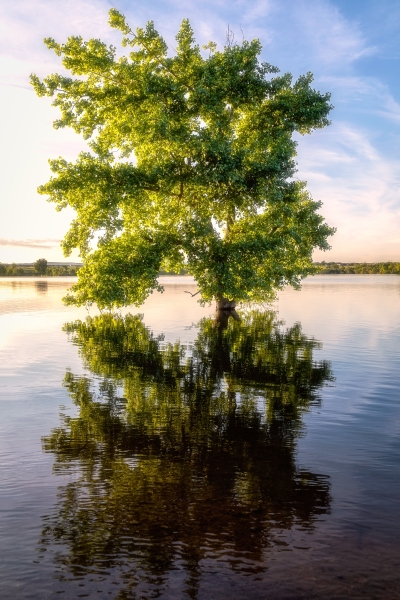 Tree Deep