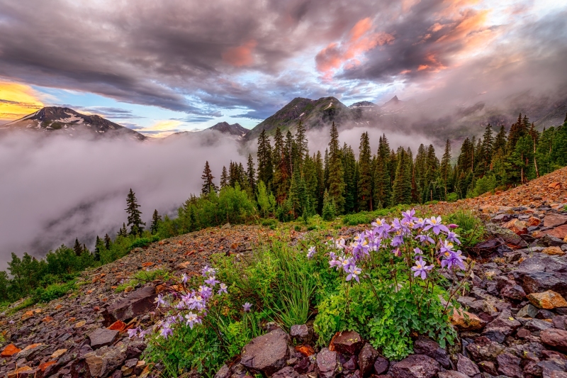 Columbine Sunset