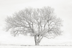 White Wash