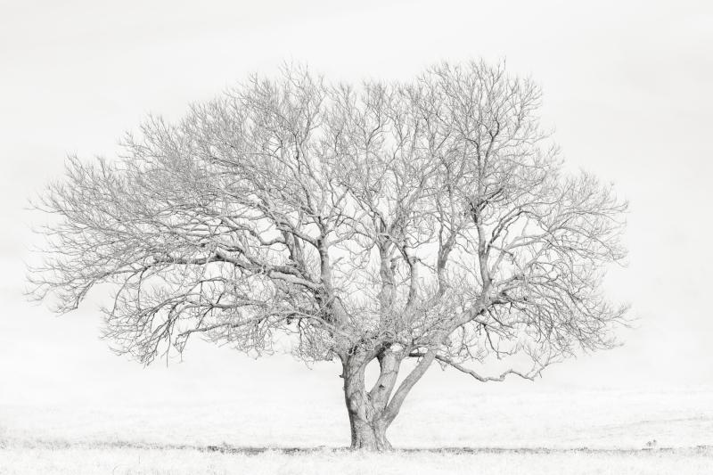 White Wash