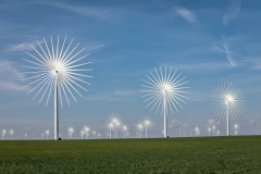 Dandelions