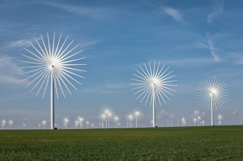 Dandelions